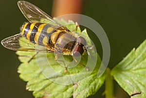 Macro shot of Hover fly