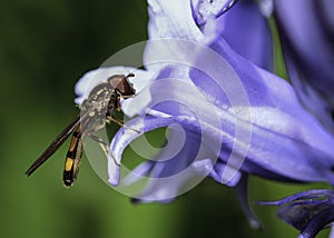 Hover fly sitting on a Bluebell