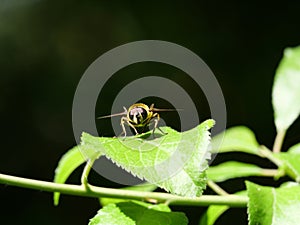 Macro shot hoverfly on a green leaf with big eyes