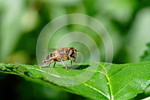 Macro shot of a hoverfly on a green leaf
