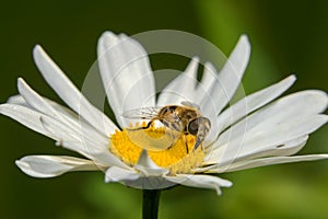 A macro shot of a Hoverfly