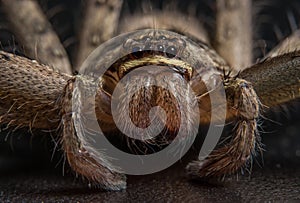 Macro shot of a Huntsman spider with black eyes and pedipalps on an isolated background