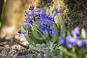 Macro shot of a hyacinth, Hyacinthus orientalis, Blue Star, flowering