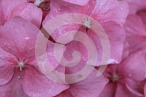 Macro shot of Hydrangea pink flower head