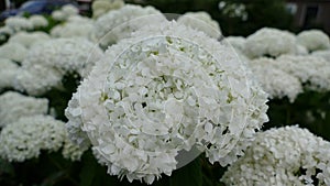 Macro shot of Hydrangea plant