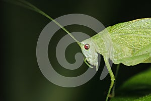 Macro shot of an insect known as a Phaneroptera falcata