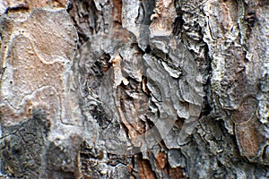 Macro shot of a pine tree bark
