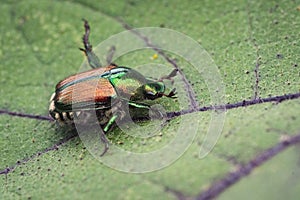 Macro shot of a Japanese beetle on a leaf