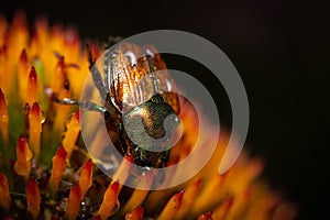 Macro shot of a Japanese beetle (Popillia japonica) on a yellow flower and black background