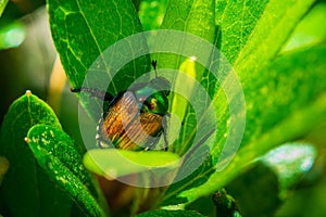 Macro shot of a Japanese Beetle sitting in big green leaves on a sunny day