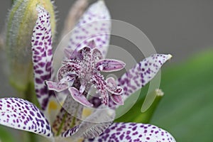 A macro shot of a japanese toad lily (turcicus hirta) in the garden