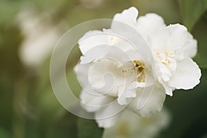 Macro shot of jasmine flowers blossoming in sunny summer day