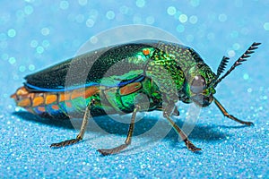 Macro shot of a jewel beetle (Buprestidae) perched on a blue surface