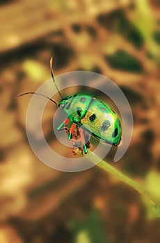 A macro shot of a jewel bug