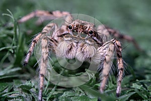 Macro shot of a jumping spider on green grass background in the middle east.