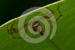 Macro shot of a jumping spider perched atop a leaf, looking intently with its beady eyes