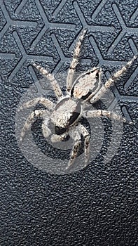 Macro Shot of a Jumping Spider on a Textured Patterned Surface