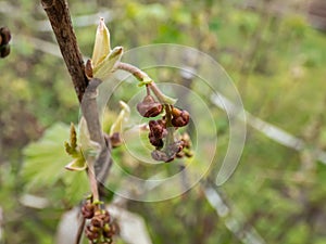 Macro shot of just appearing small Redcurrants Ribes rubrum buds in spring. Home backyard gardening