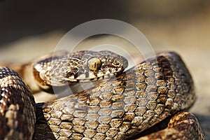 Macro shot of juvenile cat snake