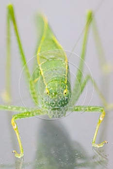 A macro shot of a Katydid Leaf Bug