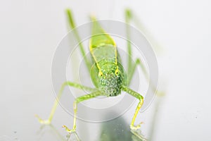 A macro shot of a Katydid Leaf Bug