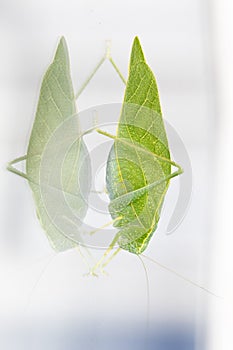 A macro shot of a Katydid Leaf Bug