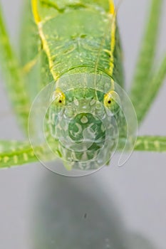 A macro shot of a Katydid Leaf Bug