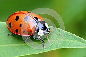 Macro shot of a lady bug on a leaf with green background