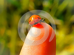 Macro shot of a ladybug on a Finger