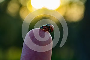 Macro shot of ladybugs mate on a human finger