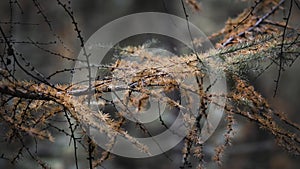 Macro shot of larch branch with needles in Mastbos, Breda, Netherlands
