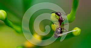 Macro shot of a large ant while on a leaf