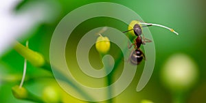 Macro shot of a large ant while on a leaf