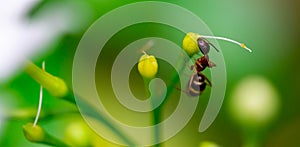 Macro shot of a large ant while on a leaf