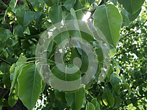 Macro shot of large green leaves. Abstract natural wallpaper.