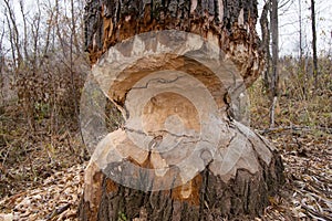 Macro shot of a large linden tree stump in the woods, chewed by beavers in early autumn. Sawdust is all around the tree