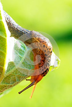 Macro shot of a large long slug, leopard slug Limax maximus, family Limacidae, crawling on green leaves. Spring, Ukraine