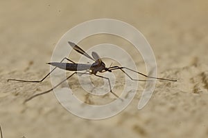 Macro shot of large mosquito on house wall photographed with flash