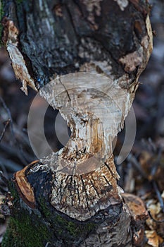 Macro shot of a large tree, chewed by beavers in autumn