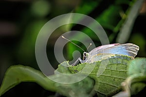 Macro shot of a Large white butterfly on a green leaf