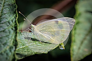 Macro shot of a large white butterfly on a green leaf