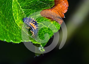 Macro shot of a larva of seven-needle ladybird on a green leaf
