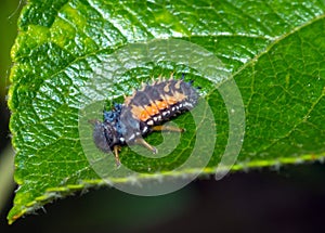 Macro shot of a larva of seven-needle ladybird on a green leaf