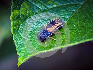 Macro shot of a larva of seven-needle ladybird on a green leaf