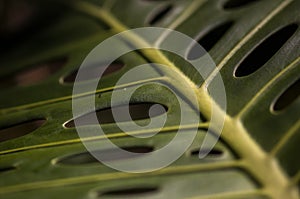 Macro shot of leaf