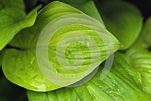 Macro shot of a leaf with dew drops