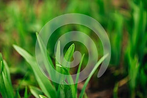 Macro shot of a leaf, grass sprout on a blurred background