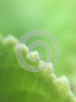 Macro shot on leaf and green background