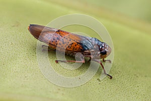 Macro shot of a leaf hopper