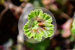 A macro shot of a leaf of Pelargonium